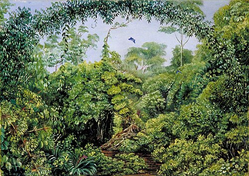 Butterflies' Road through Gongo Forest, Brazil, 1873, Marianne North