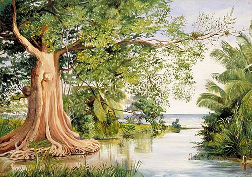 An Old Cotton Tree at the Ford, Morant's Bay, Jamaica, 1872, Marianne North