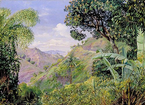 View on the Flamsted Road, Jamaica, 1872, Marianne North