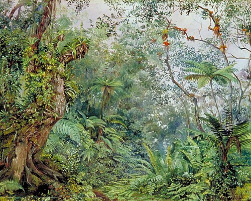 View in the Fernwalk, Jamaica, 1872, Marianne North