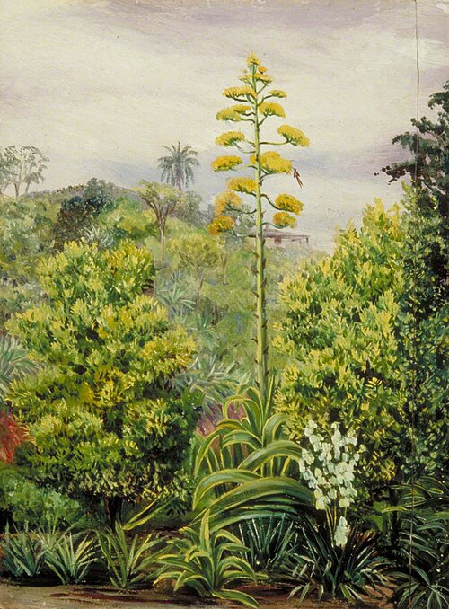 View at Morro Velho, Brazil, 1873, Marianne North