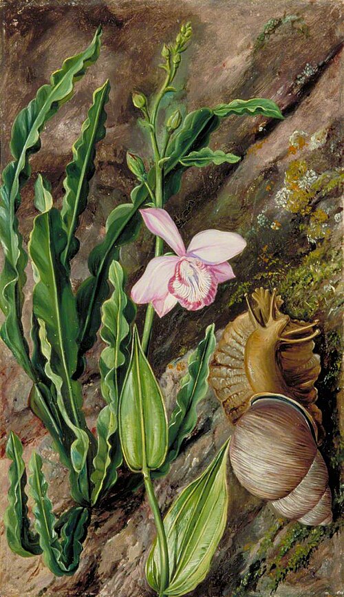 Ground Orchid, Carqueja and Giant Snail, Brazil, 1873, Marianne North