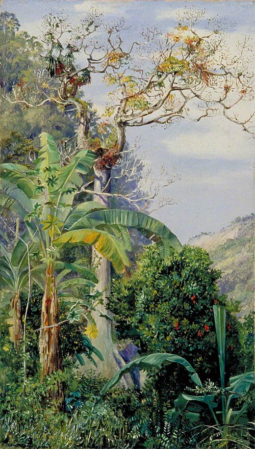 Great Cotton Tree, Jamaica, 1872, Marianne North