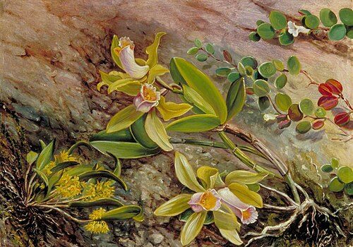 Orchids and Creeper on Water-Worn Boulders in the Bay of Rio Janeiro, Brazil, 1873, Marianne North