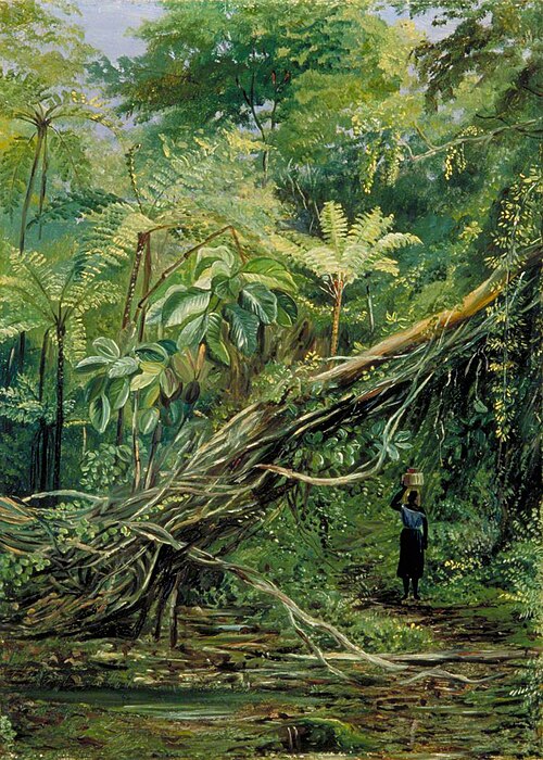 View under the Ferns at Gongo, Brazil, 1873, Marianne North