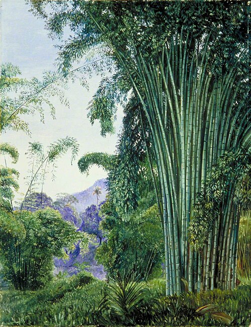 Clump of Bamboo in the Royal Botanic Gardens, Peradeniya, Ceylon, 1877, Marianne North
