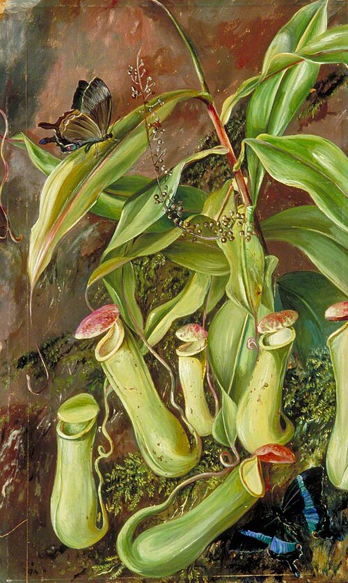 Ceylon Pitcher Plant and Butterflies, 1877, Marianne North