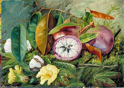 Foliage, Flowers and Seed-Vessels of Cotton and Fruit of Star Apple, Jamaica, 1872, Marianne North