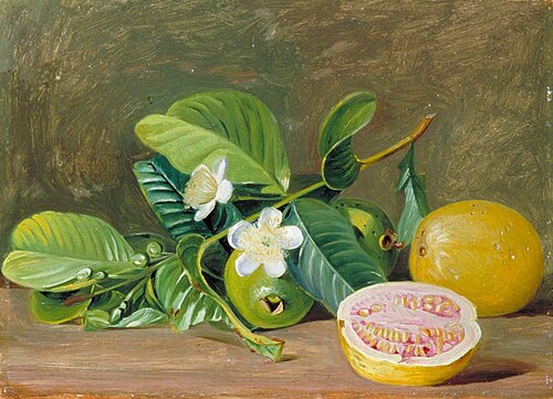 Foliage, Flowers and Fruit of a Variety of Guava, 1872, Marianne North