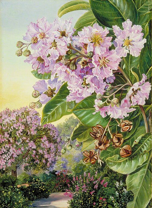 Foliage, Flowers and Fruit of a Forest Tree of India, 1878, Marianne North