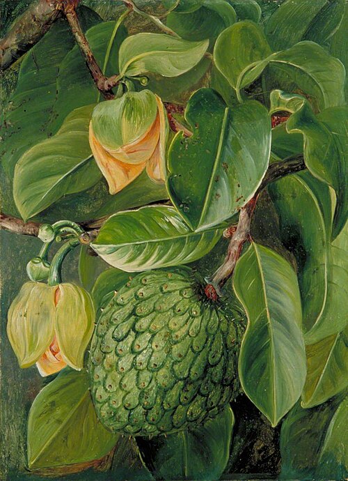 Foliage, Flowers and Fruit of the Soursop, Brazil, 1873, Marianne North