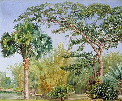 Palm, Bamboos and India-Rubber Trees in the Botanic Garden, Rio, 1873, Marianne North