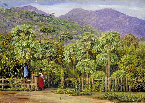 Pawpaw Trees at Gongo, Brazil, 1873, Marianne North