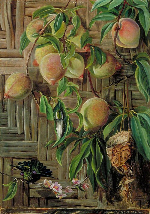 Peaches and Humming Birds, Brazil, 1873, Marianne North