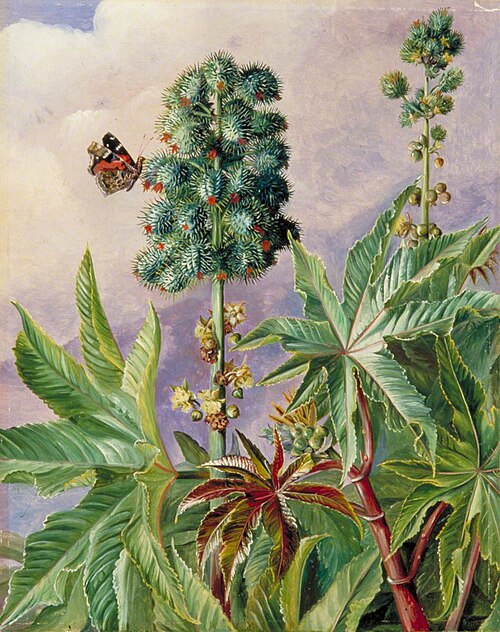Palma Christi or Castor Oil, Painted in Brazil, 1873, Marianne North
