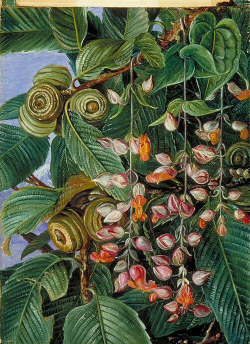 A Darjeeling Oak Festooned with a Climber, 1878, Marianne North