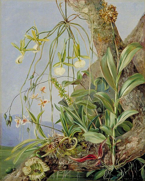 Jamaican Orchids Growing on a Branch of the Calabash Tree, 1872, Marianne North