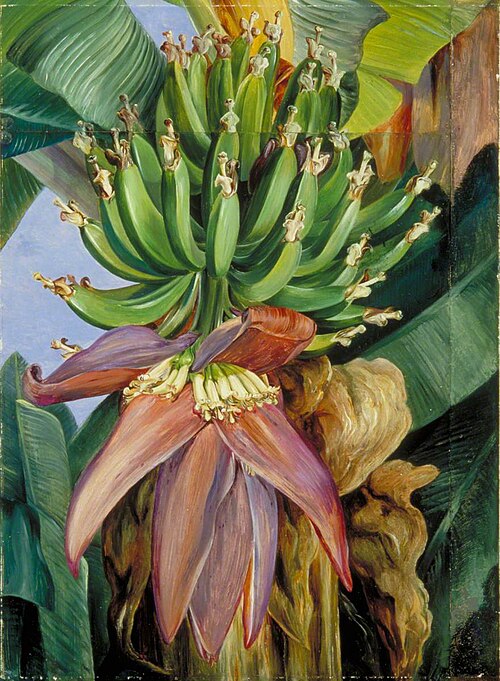 Flowers and Young Fruit of the Chinese Banana, 1878, Marianne North