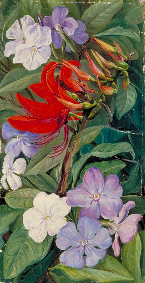 Flowers of a Brazilian Coral Tree and Vegetable Mercury, 1873, Marianne North