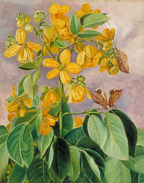Flowers of Cassia corymbosa in Minas Geraes, Brazil, 1873, Marianne North