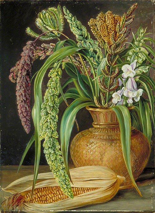 Study of Cereals, Cultivated in Kumaon, India, 1878, Marianne North