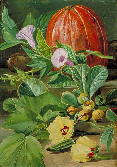 Some Fruits and Vegetables Used in Brazil, 1873, Marianne North