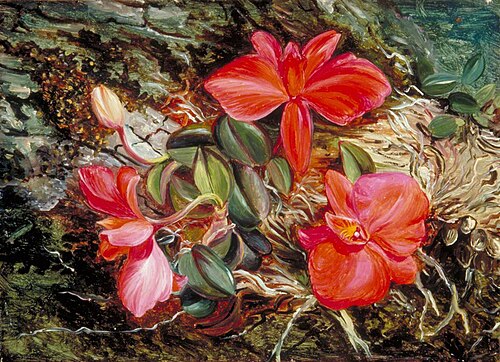 Another Brazilian Orchid, 1873, Marianne North