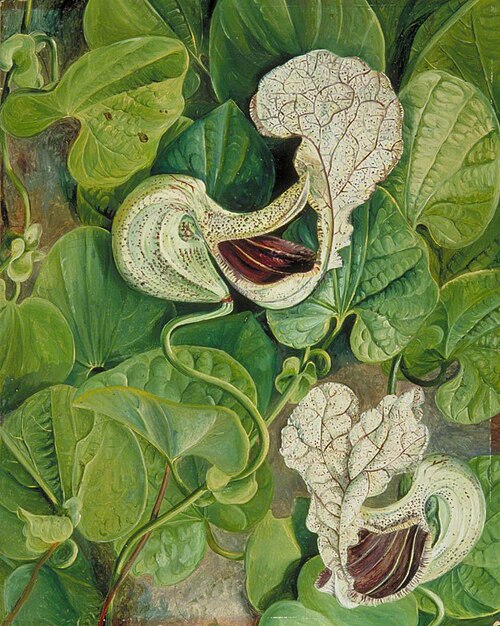 A Tall Brazilian Climber, 1873, Marianne North