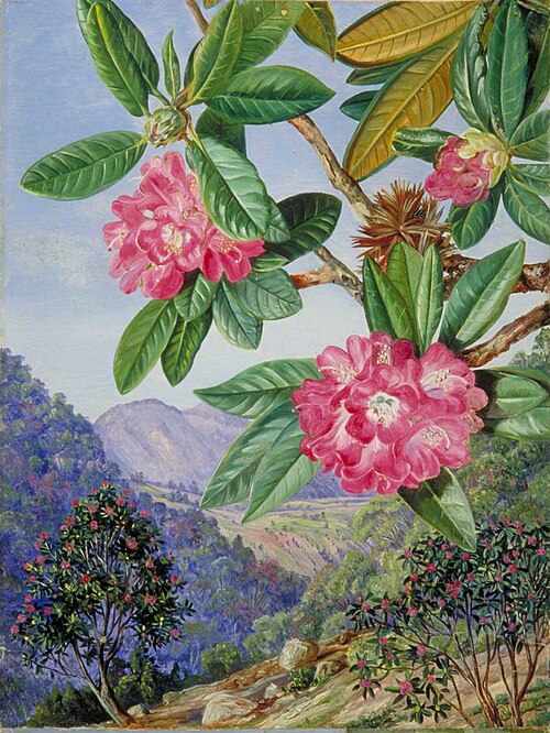 The South Indian Rhododendron, 1878, Marianne North