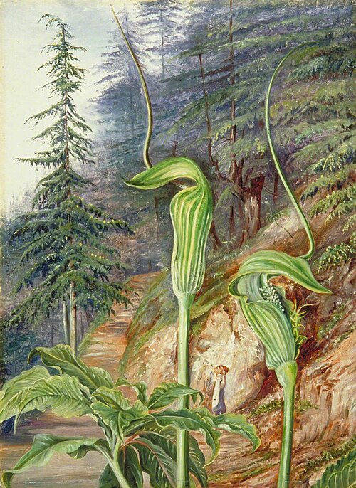 The Cobra Plant under Deodars, at Simla, India, 1878, Marianne North