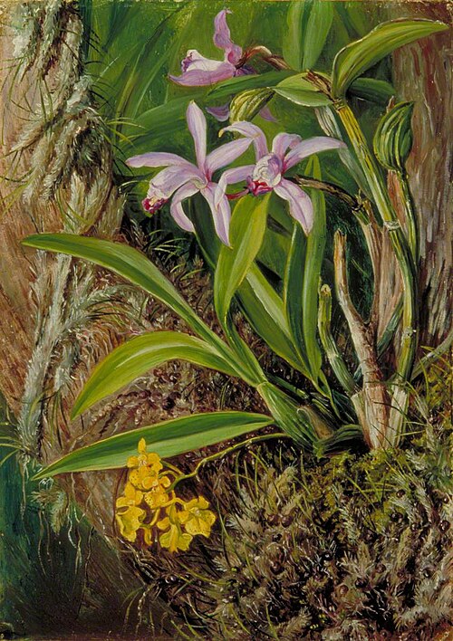 Brazilian Orchids and Other Epiphytes, 1873, Marianne North