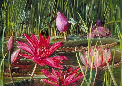 Red Water Lily of Southern India, 1878, Marianne North