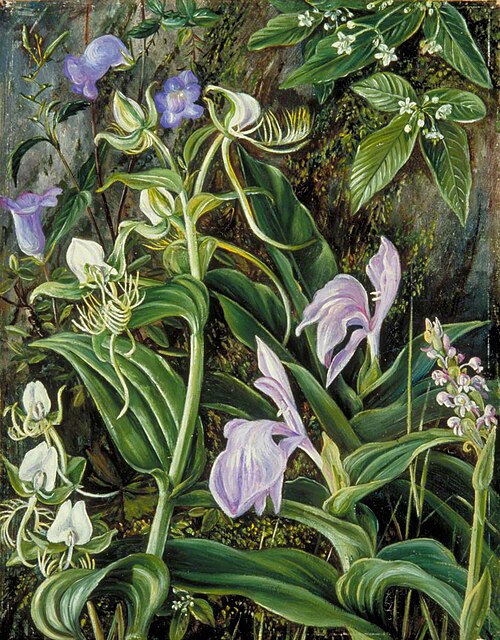 Wild Flowers of Kumaon, India, 1878, Marianne North