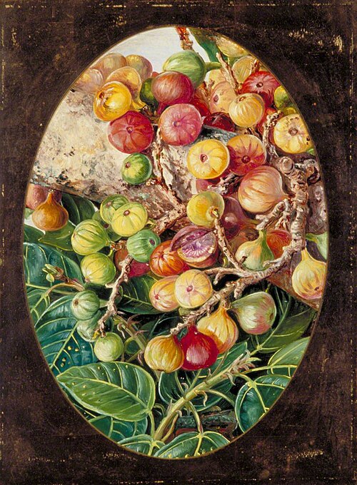 Foliage and Fruit of Fig Tree held Sacred by the Hindoos, 1878, Marianne North