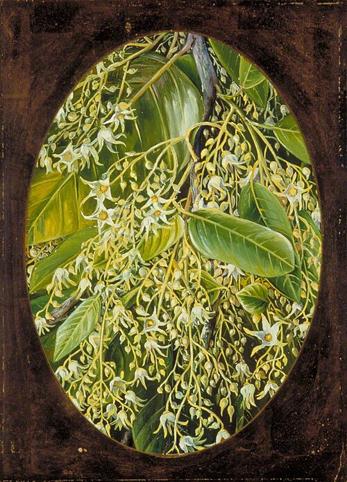 Flowers of Sal, 1878, Marianne North