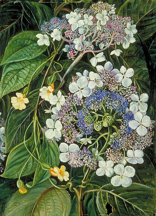 Flowers of Darjeeling, India, 1878, Marianne North