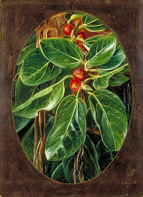 Foliage and Fruit of the Banyan, 1878, Marianne North