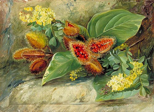 Foliage and Fruit of Arnatto and Foliage and Flowers of Logwood, Jamaica, 1872, Marianne North