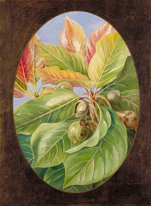 Foliage and Fruit of the Mahwa, 1878, Marianne North
