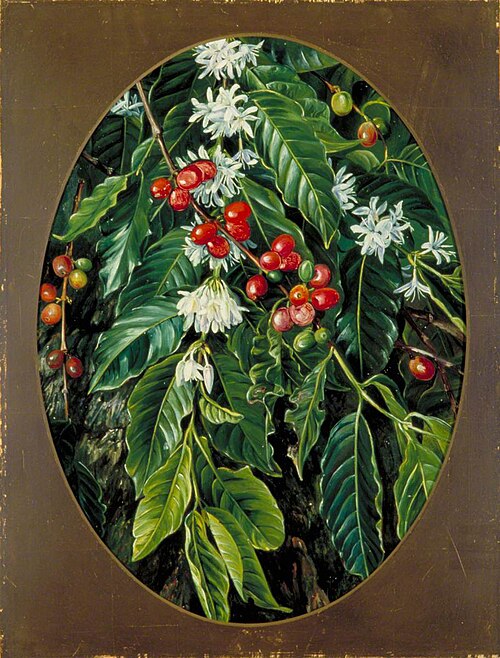Foliage, Flowers and Fruit of the Coffee, Jamaica, 1872, Marianne North