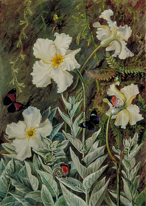 Flannel Flower of Casa Branca and Butterflies, Brazil, 1873, Marianne North