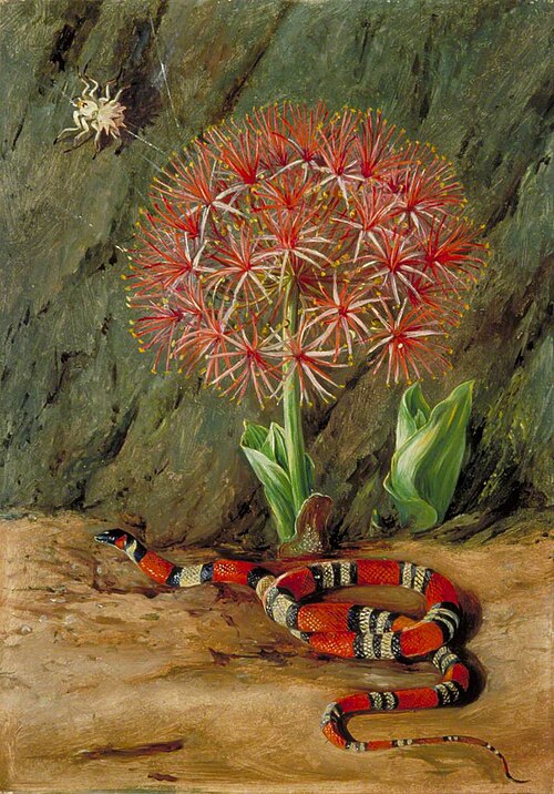 Flor Imperiale, Coral Snake and Spider, Brazil, 1873, Marianne North