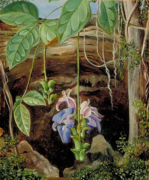 Flowers of a Twiner, Brazil, 1873, Marianne North