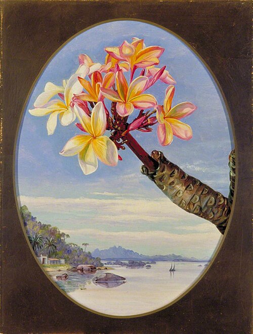 Flowers of Jasmine Mango or Frangipani, Brazil, 1873, Marianne North