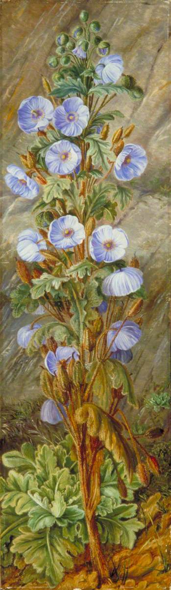 Blue Poppy Growing on Mount Tonglo, Sikkim-Himalaya, 1878, Marianne North