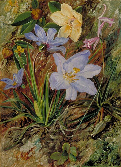 Brazilian Wild Flowers, 1873, Marianne North