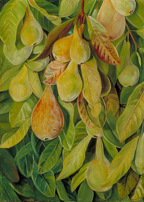 Cabazina Pears, Brazil, 1873, Marianne North