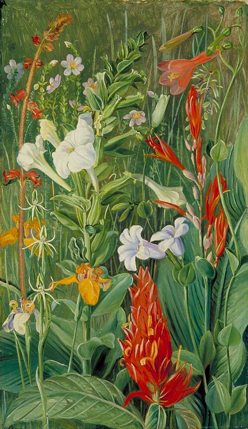 Brazilian Wild Flowers, 1873, Marianne North