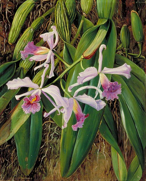 A Brazilian Orchid, 1873, Marianne North