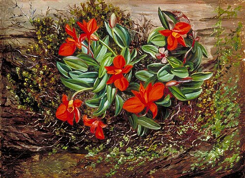 A Brazilian Epiphytal Orchid, 1873, Marianne North